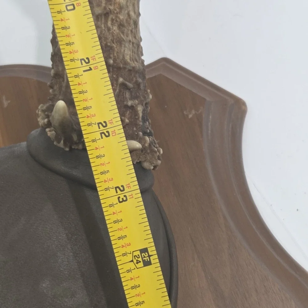 Vintage South Dakota Mule Deer Antler Taxidermy Mount 10 Point 22